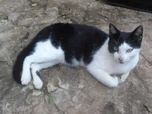 Gato raça SRD idade 2 a 6 meses nome [sem nome]