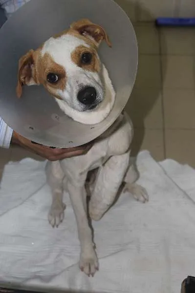 Cachorro raça sem raça idade 7 a 11 meses nome sem nome