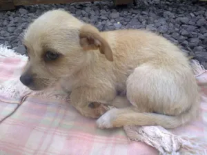 Cachorro raça  idade 2 a 6 meses nome Filhotes