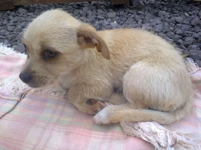 Cachorro ra a  idade 2 a 6 meses nome Filhotes