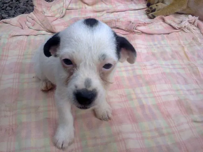 Cachorro ra a  idade 2 a 6 meses nome Filhotes