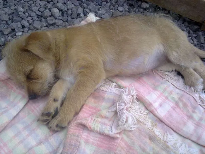 Cachorro ra a  idade 2 a 6 meses nome Filhotes