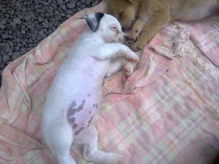 Cachorro ra a  idade 2 a 6 meses nome Filhotes
