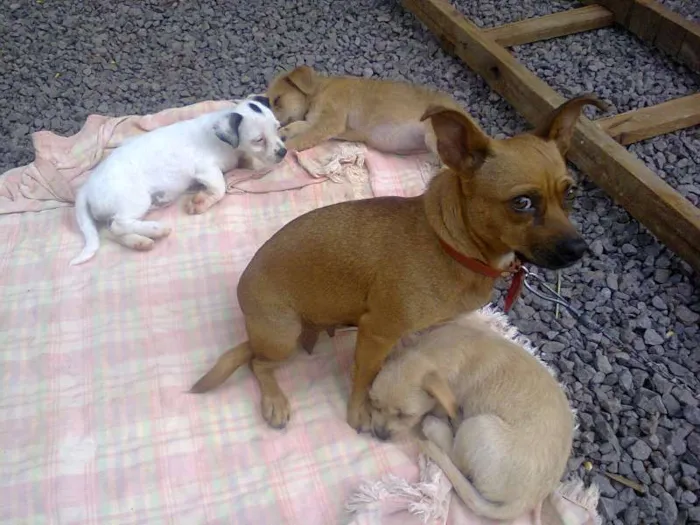 Cachorro ra a  idade 2 a 6 meses nome Filhotes