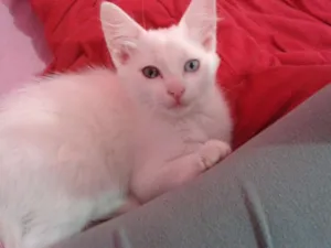 Gato raça SRD idade  nome Teco