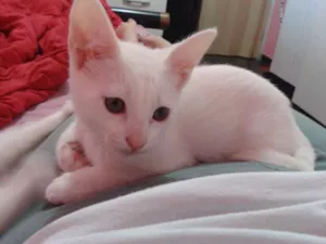 Gato raça SRD idade  nome Teca