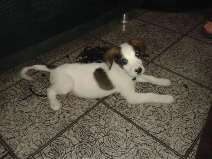 Cachorro ra a SRD idade nome Lulu
