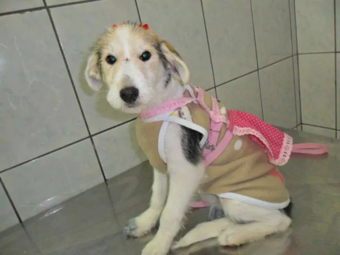 Cachorro ra a SRD idade  nome Cacau
