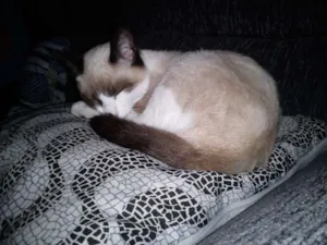 Gato raça Siamês idade  nome Princesa