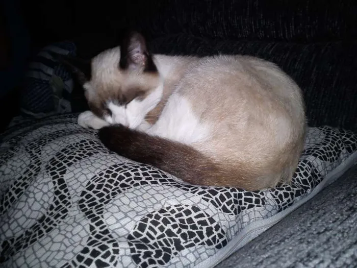 Gato ra a Siamês idade  nome Princesa