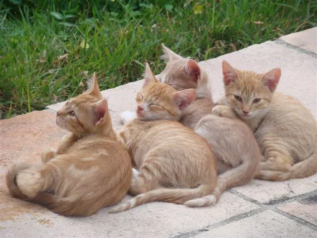 Gato raça Vira Lata idade 2 a 6 meses nome Menina, Sol e Brisa
