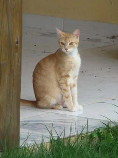 Gato raça Vira Lata idade 2 a 6 meses nome Menina, Sol e Brisa