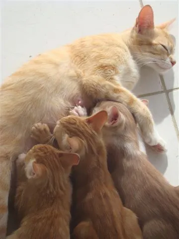 Gato raça Vira Lata idade 2 a 6 meses nome Menina, Sol e Brisa