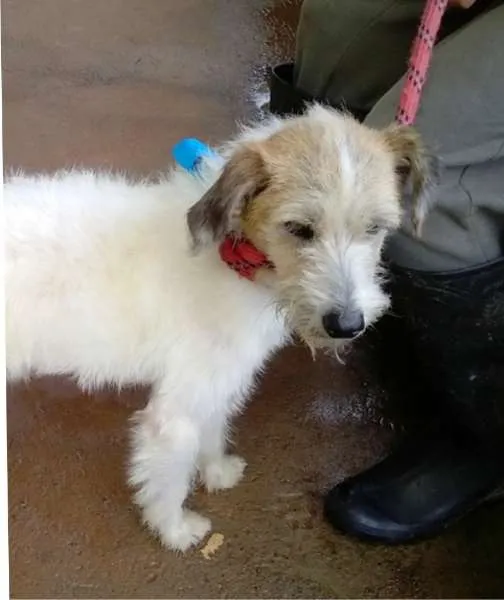 Cachorro ra a SRD idade 5 anos nome Léo