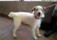 Léo