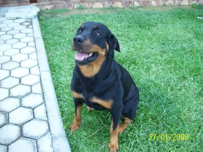 Cachorro ra a Rottweiler idade 6 ou mais anos nome Brenda