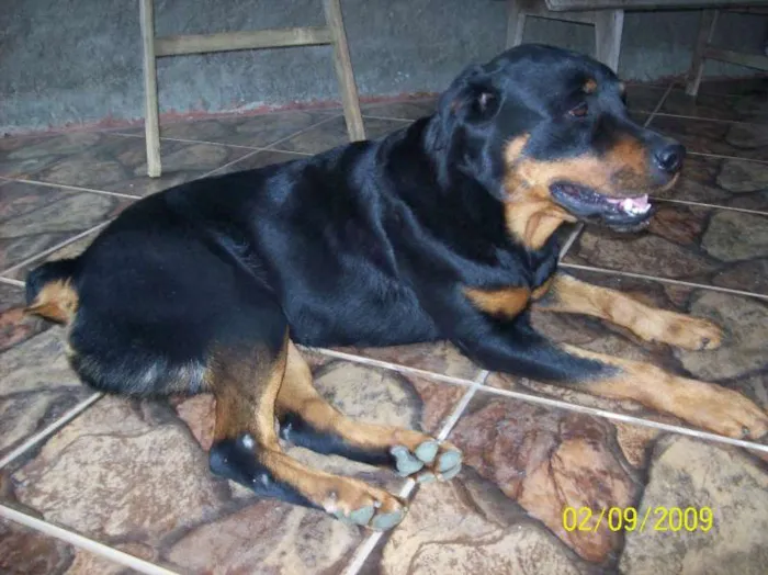 Cachorro ra a Rottweiler idade 6 ou mais anos nome Brenda