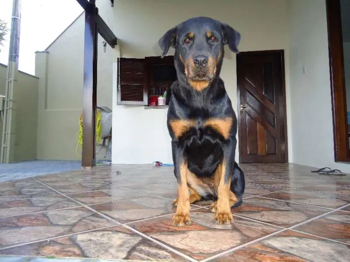 Cachorro ra a Rottweiler idade 6 ou mais anos nome Brenda