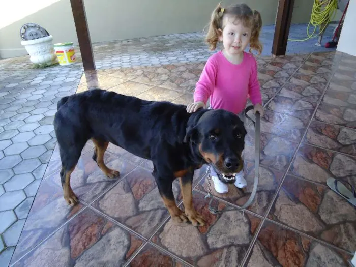 Cachorro ra a Rottweiler idade 6 ou mais anos nome Brenda
