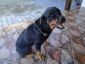 Cachorro raça Rottweiler idade 6 ou mais anos nome Brenda