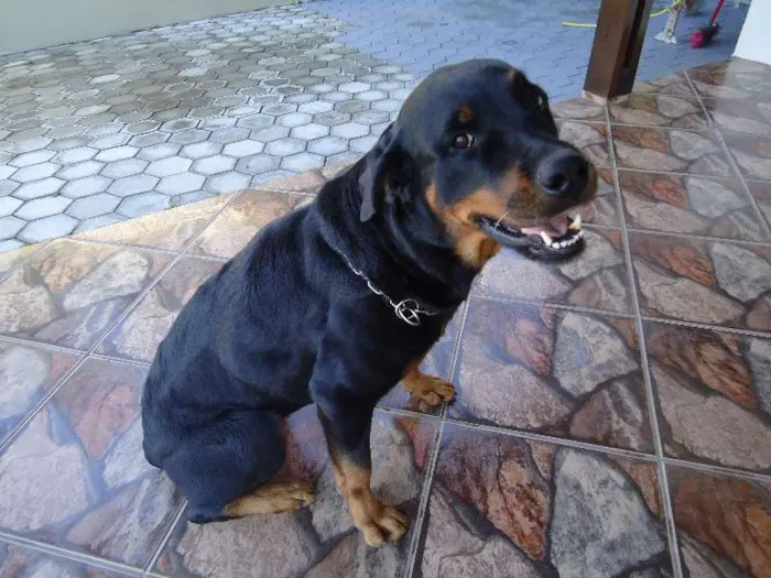 Cachorro ra a Rottweiler idade 6 ou mais anos nome Brenda