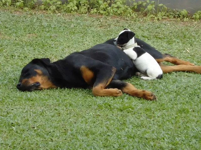 Cachorro ra a Rottweiler idade 6 ou mais anos nome Brenda