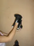 não tem