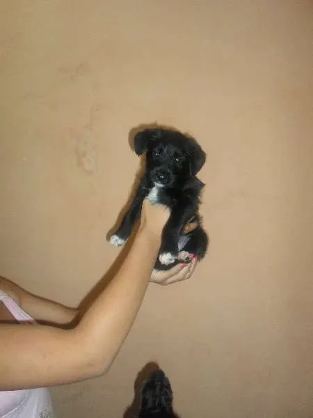 Cachorro ra a Poodle idade  nome não tem