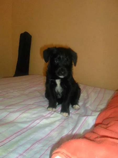 Cachorro ra a Poodle idade  nome não tem