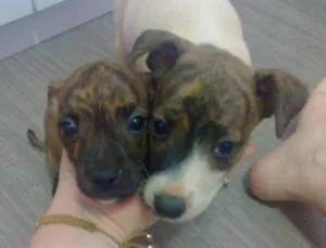 Cachorro raça SRD idade  nome Filhotes