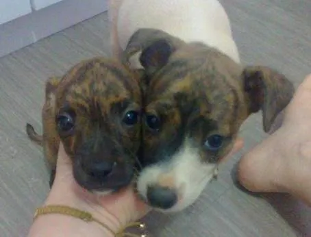 Cachorro ra a SRD idade  nome Filhotes