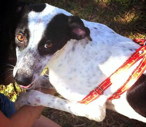 Cachorro ra a SRD idade  nome Zorro