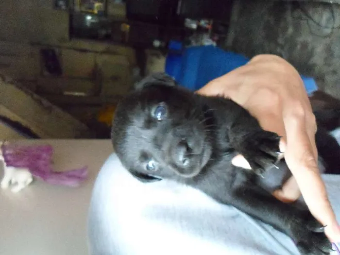 Cachorro ra a não tem idade Abaixo de 2 meses nome não tem