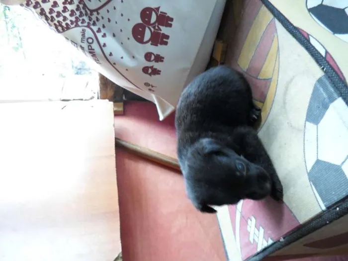 Cachorro ra a não tem idade Abaixo de 2 meses nome não tem