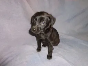 Cachorro raça srd idade 2 a 6 meses nome Me Adote