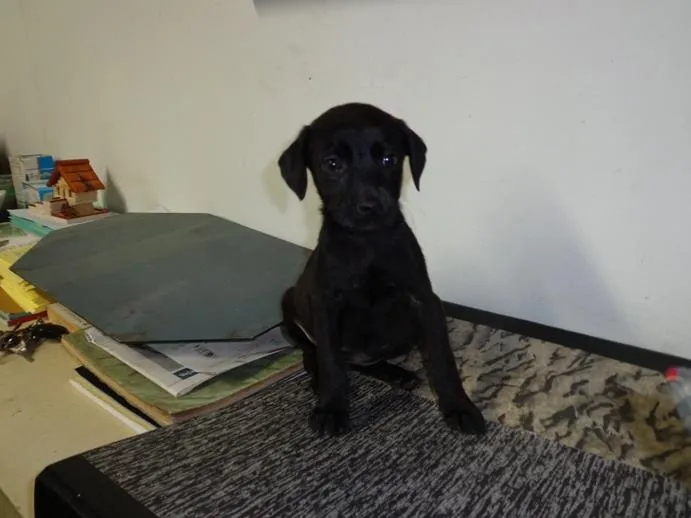 Cachorro ra a srd idade 2 a 6 meses nome Me Adote