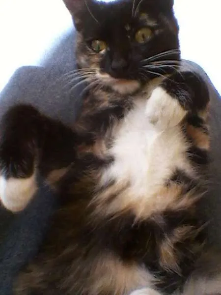 Gato raça SRD idade 7 a 11 meses nome Serena