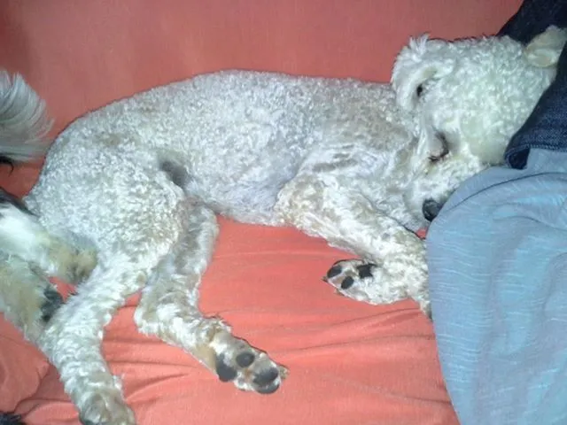 Cachorro ra a Poodle idade 3 anos nome Tropeço GRATIFICA