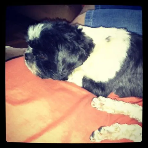 Cachorro ra a Lhasa Apso idade 3 anos nome Benji GRATIFICA