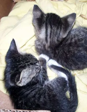 Gato raça indefinida idade Abaixo de 2 meses nome faisca e fumaçaGRATIS