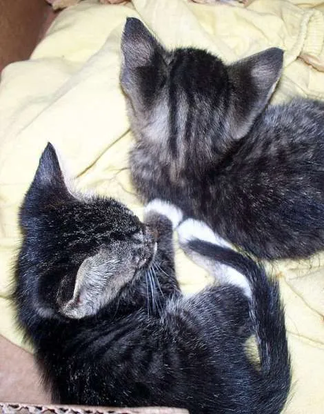 Gato ra a indefinida idade Abaixo de 2 meses nome faisca e fumaçaGRATIS