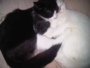 Gato raça SRD idade 2 anos nome Kratos e Kiara