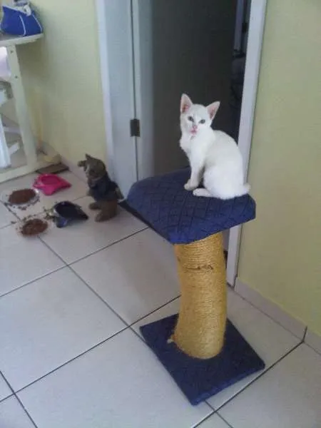 Gato raça SRD idade 2 anos nome Kratos e Kiara