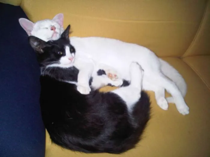 Gato raça SRD idade 2 anos nome Kratos e Kiara