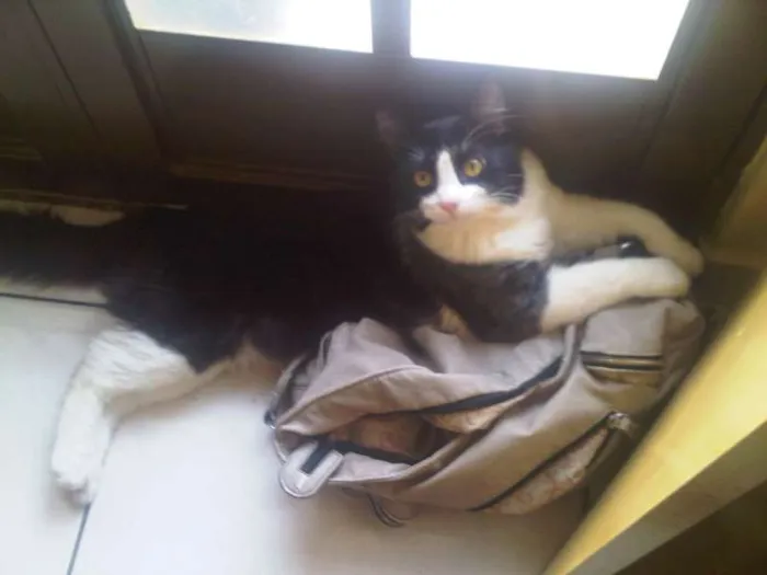 Gato raça SRD idade 2 anos nome Kratos e Kiara