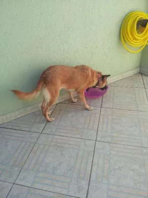 Cachorro raça SRD idade 5 anos nome Maria Flor