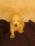 Filhotes de labrador