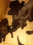 Filhotes de labrador