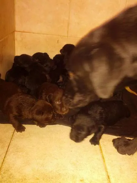 Cachorro ra a Labrador idade 2 a 6 meses nome Filhotes de labrador