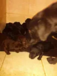 Filhotes de labrador